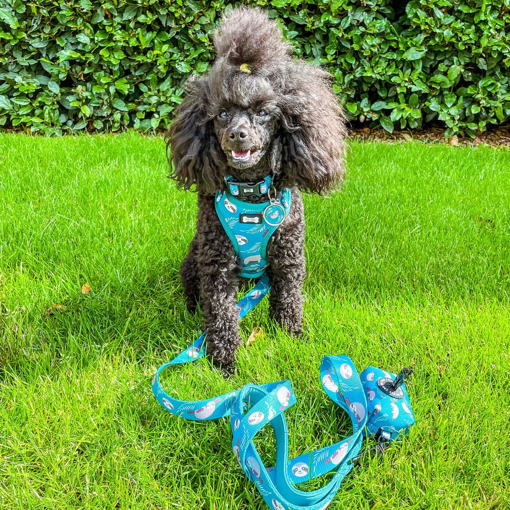 Lazy Sloth Adjustable Harness